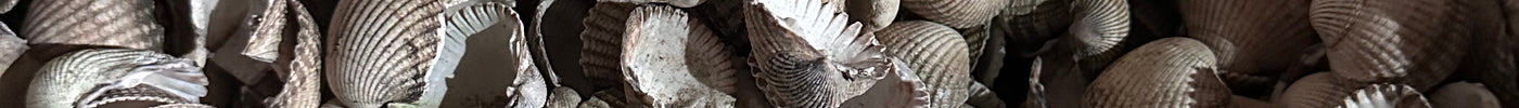 Natural Cockle Shells: Elevate Your Garden! - Grit & Grow