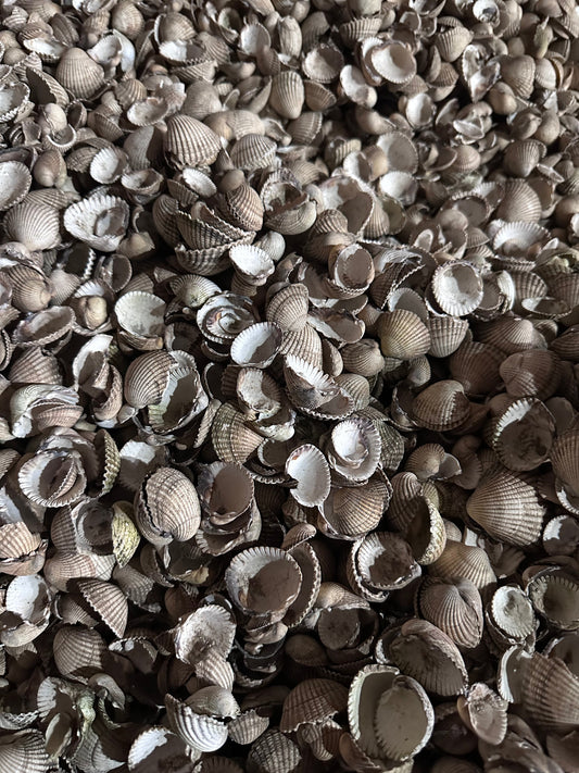 Natural Cockle Shells: Elevate Your Garden! - Grit & Grow
