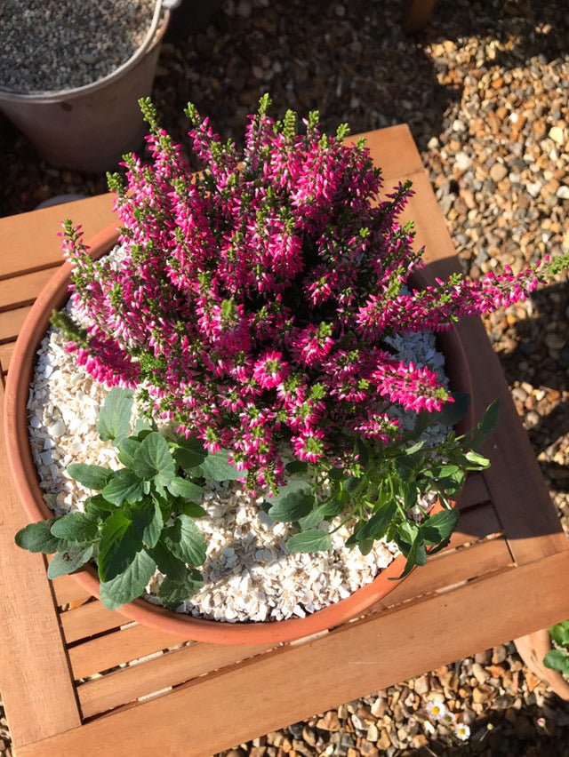 Crushed Sea Shells 2kg pink plant pot - Grit & Grow