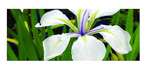 Iris laevigata 'Snowdrift' - Marginal Pond Plants - MP049