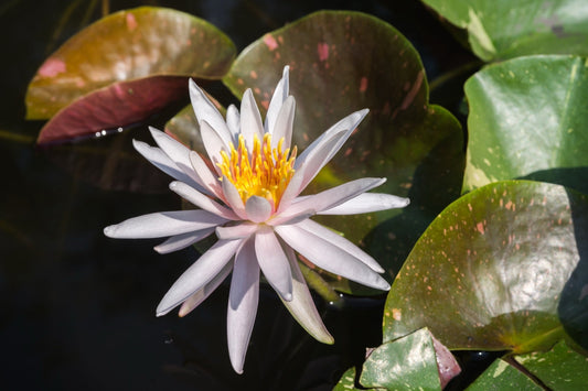 Arc-En-Ciel Water Lily - Pond Plants - LW01