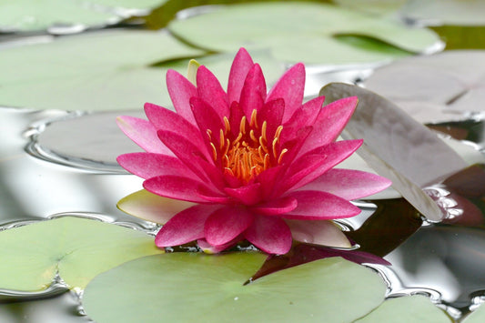 Attraction Water Lily - Pond Plants - LW02