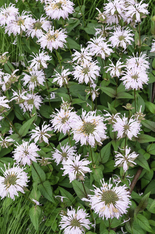Monarda 'Bee-Bright' - Marginal Pond Plants - BP085A