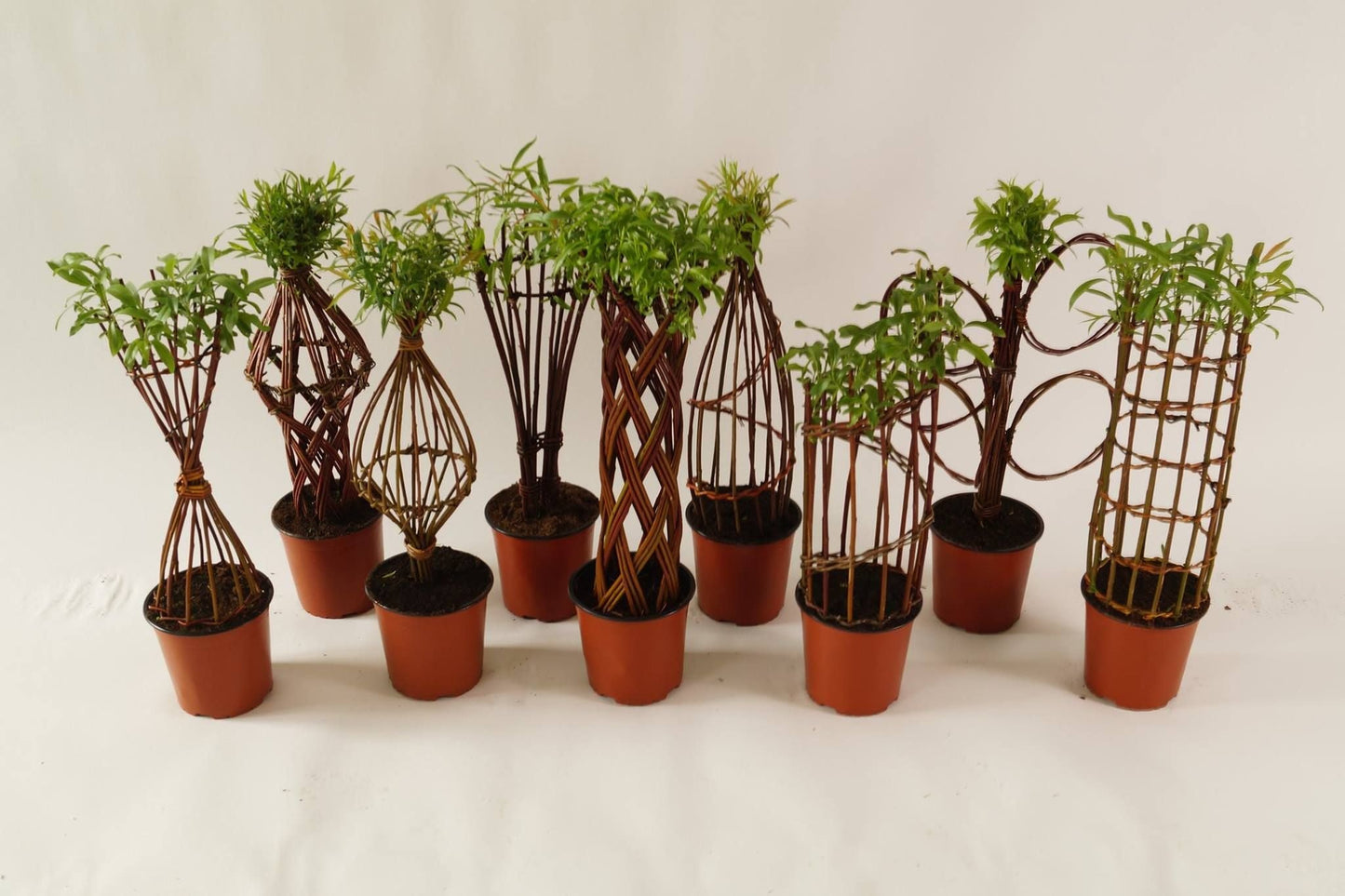 Salix Hybrid Americana Living Braided Willow Tree Sculpture 50cm, 15cm pot (50-08)