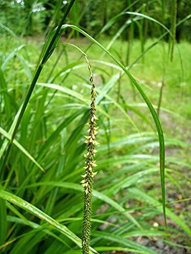 Carex pendula (Pendulous sedge) - Marginal Pond Plants - MP026