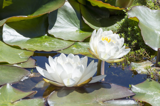 Caroliniana Nivea Water Lily - Pond Plants - MW05