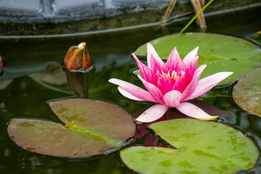 Charles de Meurville Water Lily - Pond Plants - VLW03