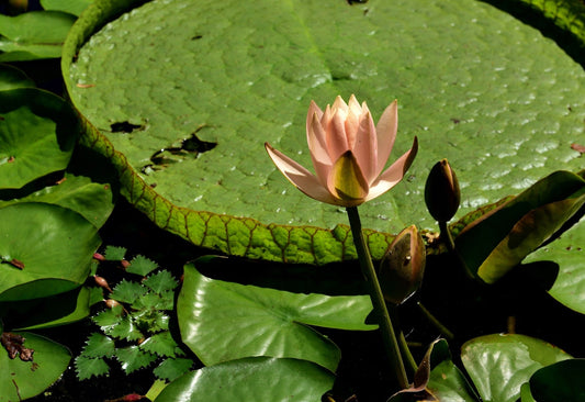 Clyde Ikins Water Lily - Pond Plants - LW06