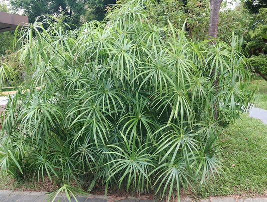 Cyperus alternifolius fuscus - Marginal Pond Plants - MP029A