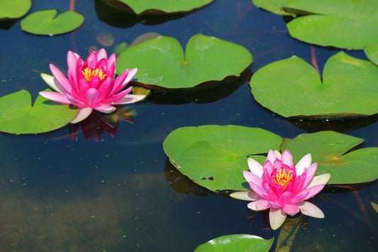 Ellisiana Water Lily - Pond Plants - DW03