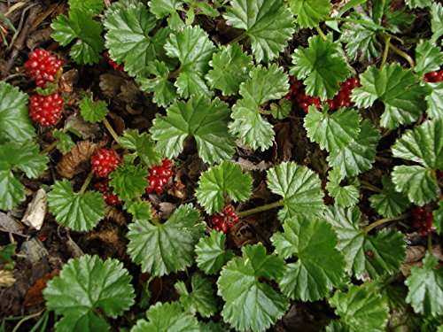 Gunnera magellanica (Devil's strawberry) - Marginal Pond Plants - BP043