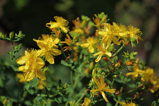 Hypericum perforatum - Marginal Pond Plants - MP047A