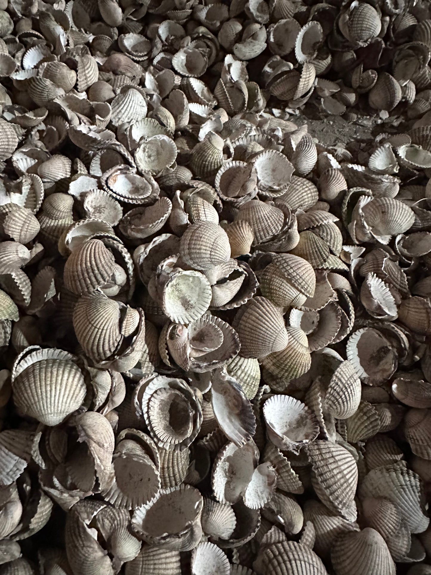 Whole Cockle Shells 5kg