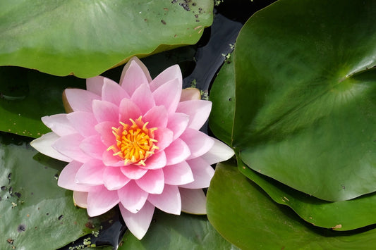 Lily Pons Water Lily - Pond Plants - LW13