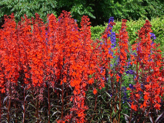 Lobelia Queen Victoria (Red leaved lobelia) - Marginal Pond Plants - MP068