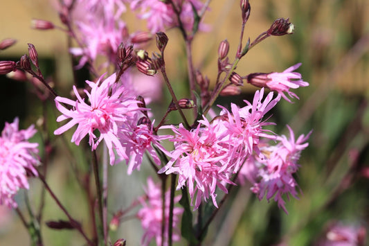 Lychnis flos-cuculi (Nana) - Marginal Pond Plants - MP069A