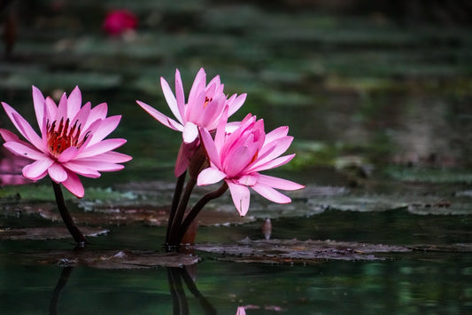 Magnificent Water Lily - Pond Plants - MW12
