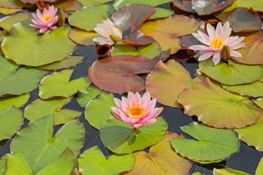 Marliacea Carnea Water Lily - Pond Plants - VLW08