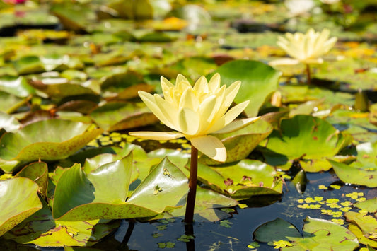 Marliacea Chromatella Water Lily - Pond Plants - VLW09