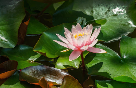 Marliacea Rosea Water Lily - Pond Plants - LW15