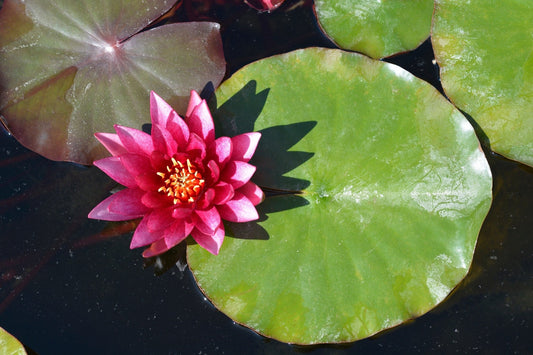 Marliacea Rubra Punctata Water Lily - Pond Plants - LW16