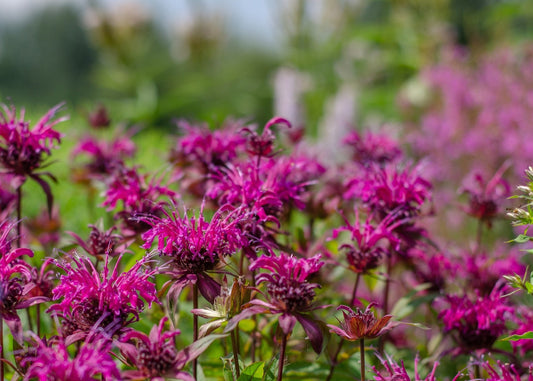 Monarda Bee-True - Marginal Pond Plants - BP085