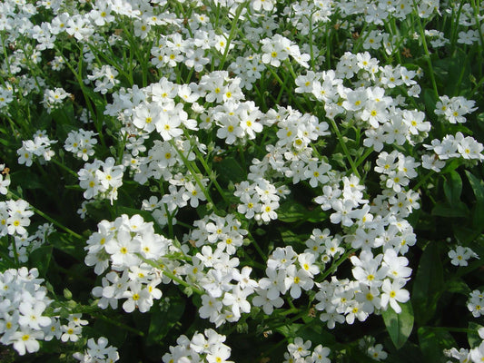 Myosotis scorpioides white (Water forget-me-not or Myosotis Palustris) - Marginal Pond Plants - Pond Plants - Water Plants - BP087