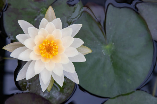 Peach & Cream Water Lily - Pond Plants - LW20