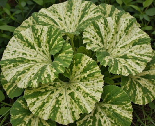 Petasites Japonicus Variegated - Marginal Pond Plants - MP089C