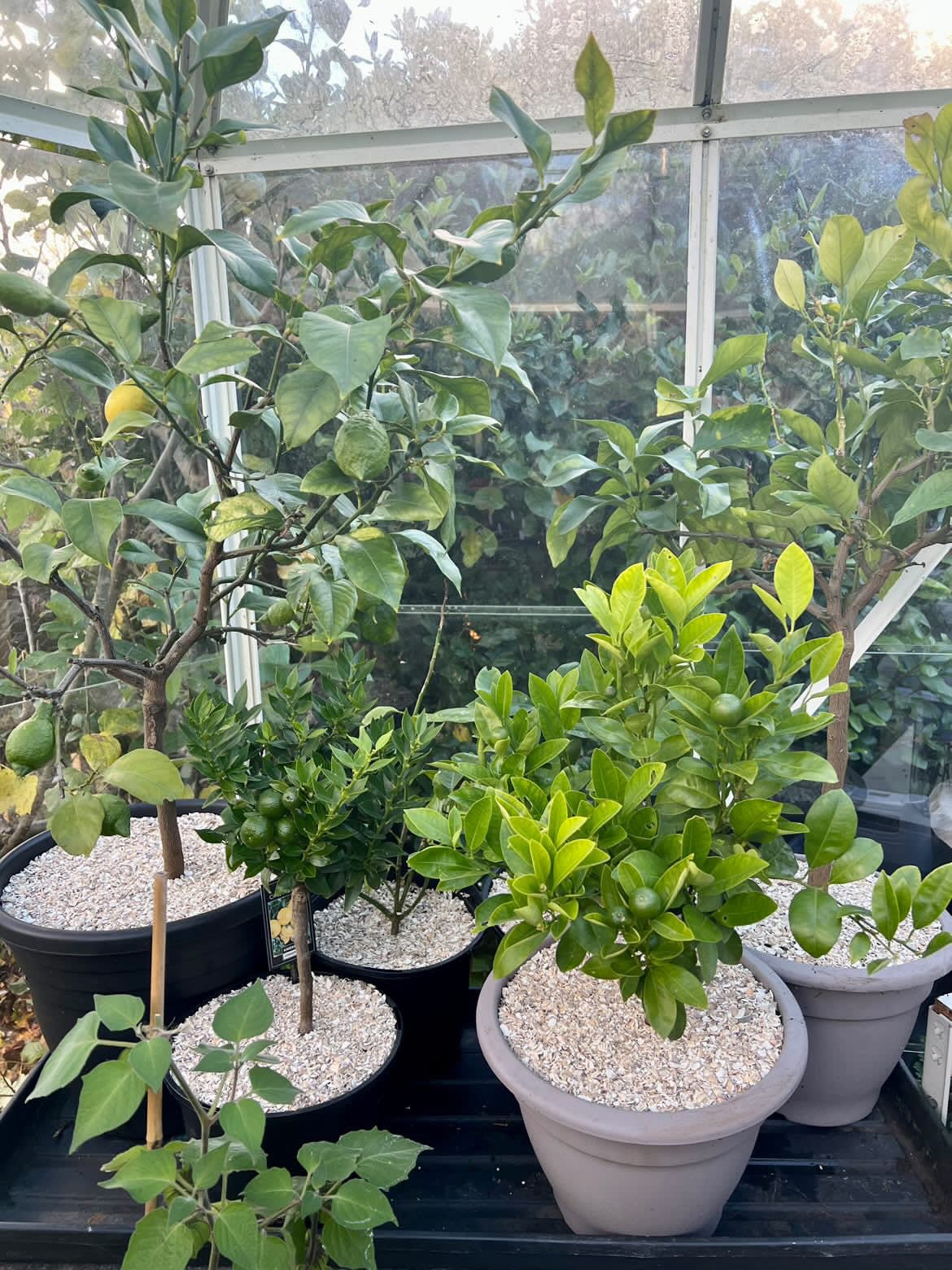 Crushed Sea Shells 2kg plant toppers in greenhouse - Grit & Grow