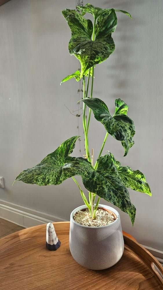 Crushed Sea Shells 2kg - indoor plant topper - Grit & Grow