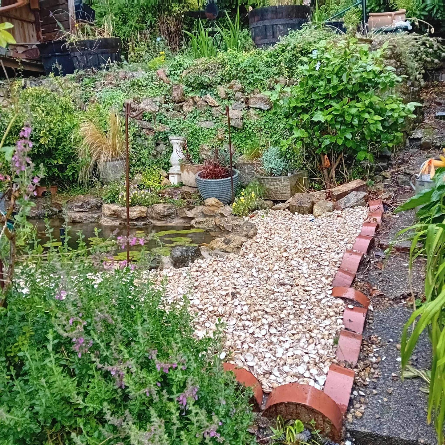 Whole Cockle Shells 20kg in garden with pond - Grit & Grow