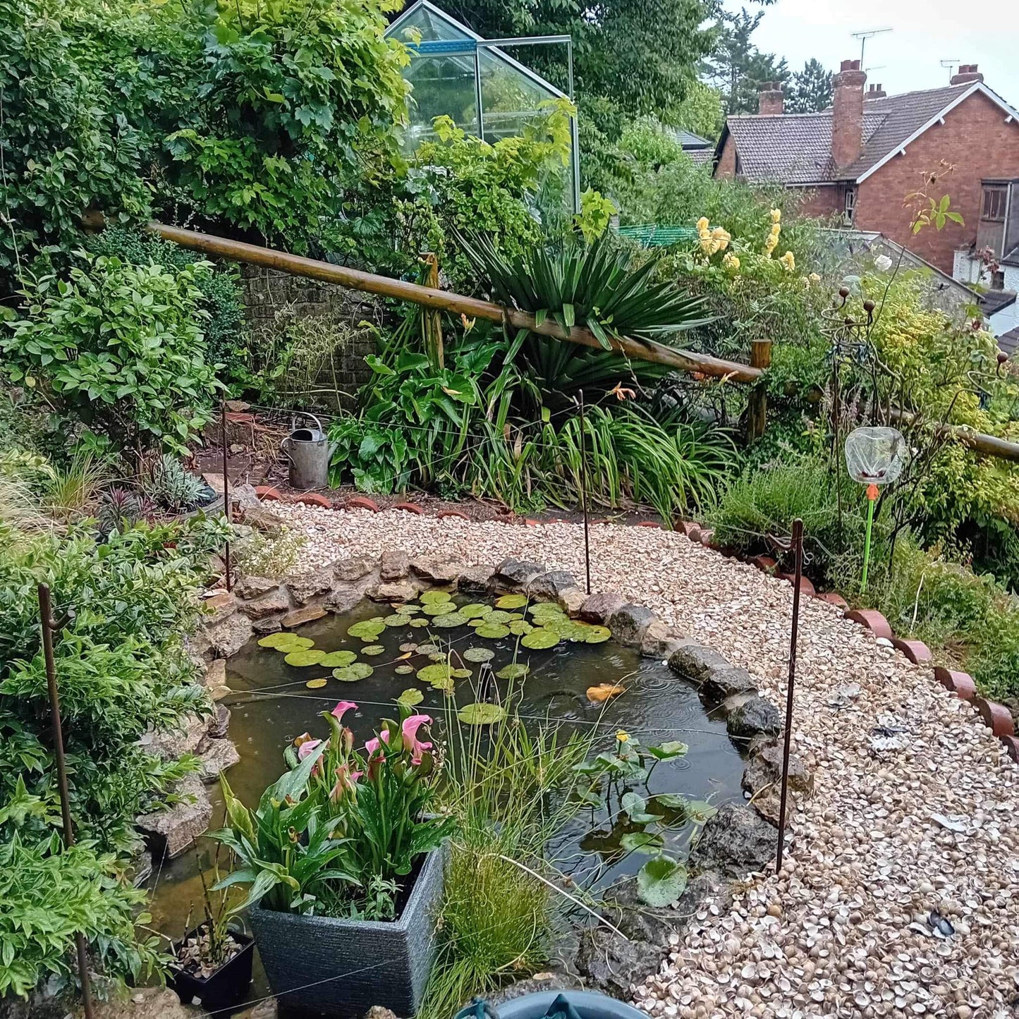 Whole Cockle Shells 20kg pond garden boarder - Grit & Grow