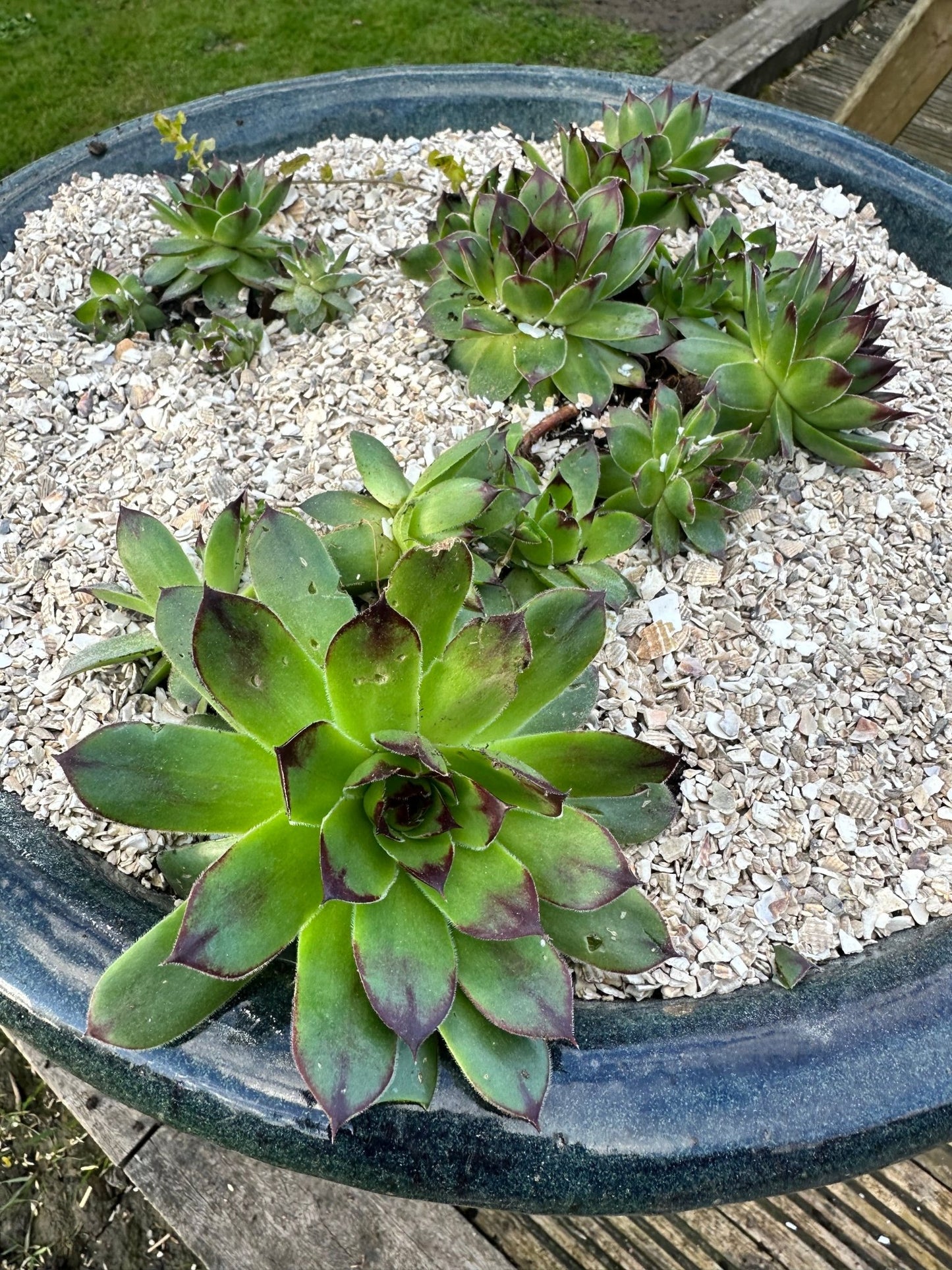 Crushed Sea Shells 2kg - succulent topper - Grit & Grow