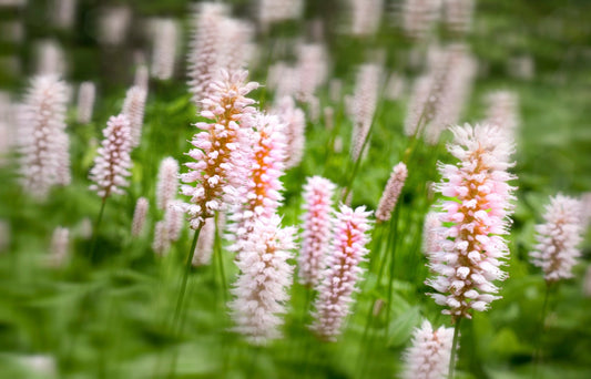 Pontederia cordata 'Pink' - Marginal Pond Plants - MP094