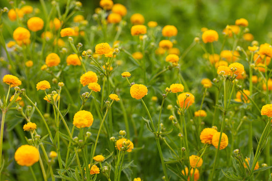 Ranunculus Acris (batchelor buttons) - Marginal Pond Plants - MP098