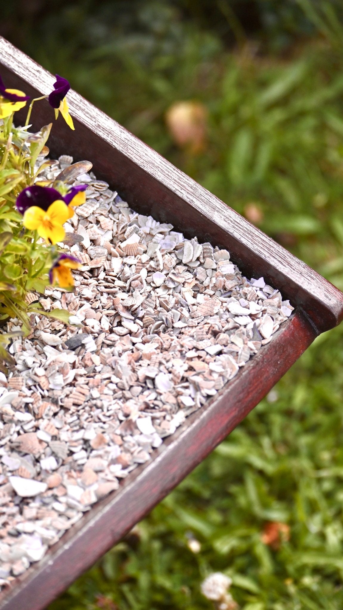 Crushed Sea Shells 2kg close up wheelbarrow - Grit & Grow