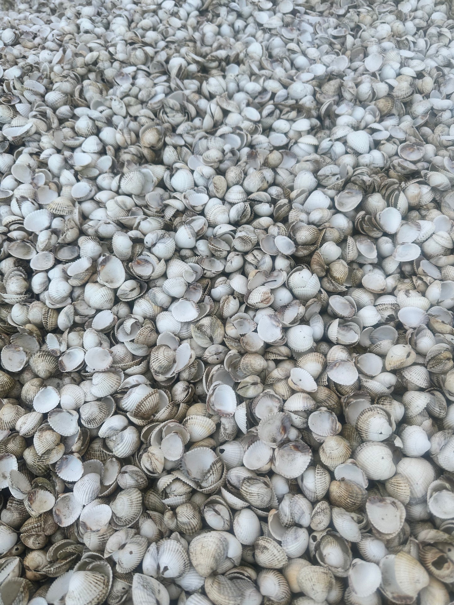 Whole seashells for garden landscaping