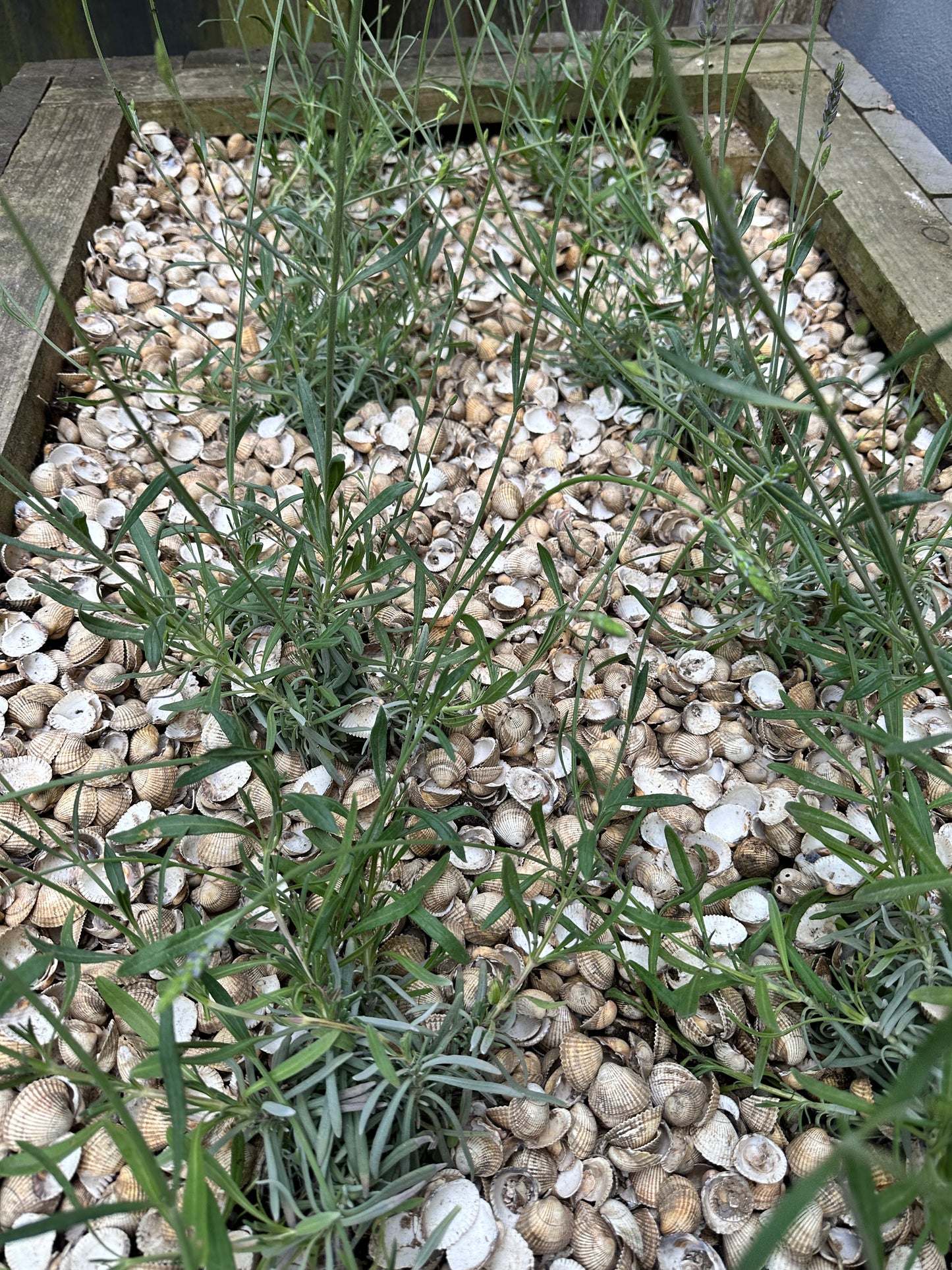 whole seashells on raised bed - Grit & Grow
