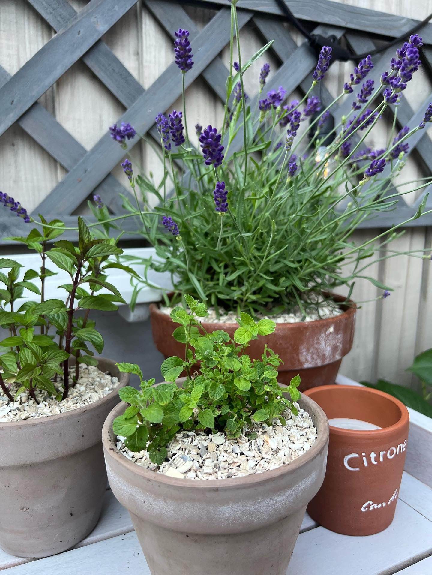 Crushed Sea Shells 2kg lavender plant topper - Grit & Grow
