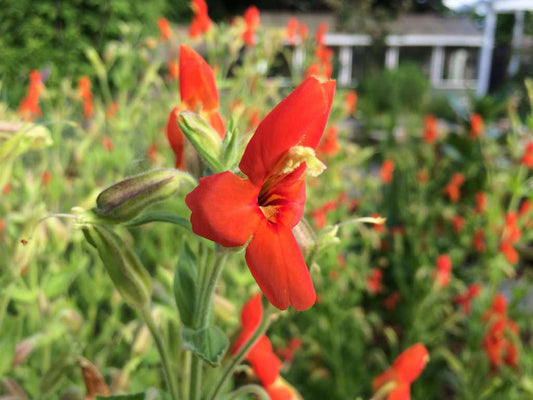 Mimulus cardinalis (Scarlet monkey flower) - Marginal Pond Plants - MP079