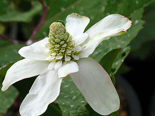 Anemonopsis californica (Apache beads) - Marginal Pond Plants - MP009