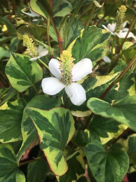 Houttuynia cordata 'Boo Boo' - Marginal Pond Plants - MP043