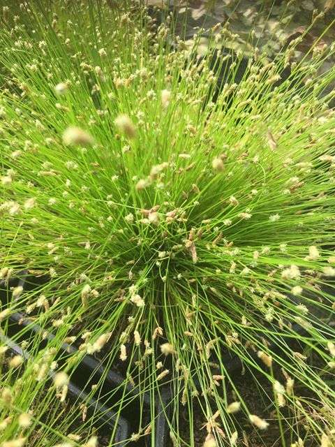 Scirpus cernuus (Fibre optic plant) - Marginal Pond Plants - Pond Plants - Water Plants - OX025