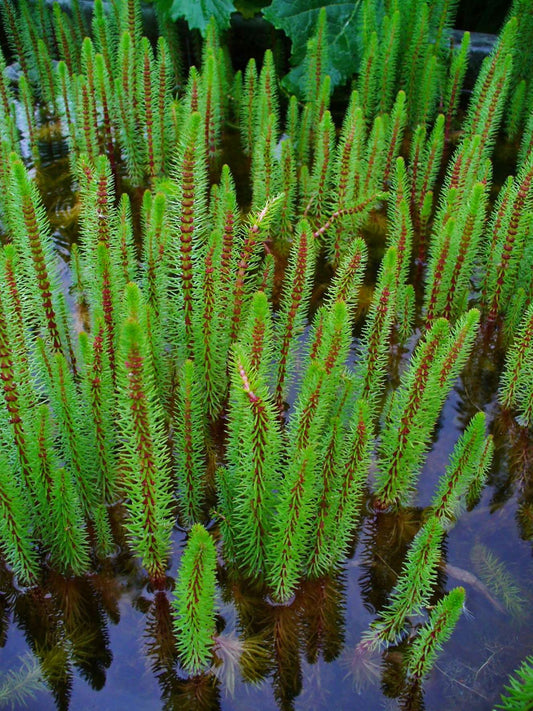 Hippuris vulgaris (Mare's tail) - Marginal Pond Plants - Pond Plants - Water Plants - OX008