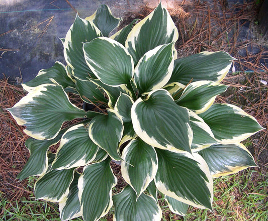 Hosta 'Patriot' - Marginal Pond Plants - BP047
