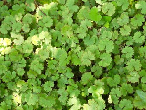 Hydrocotyle vulgaris Nova Zelandiae - Marginal Pond Plants - Pond Plants - Water Plants - OX010