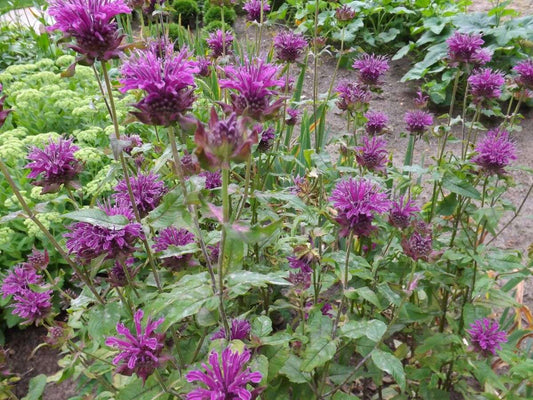 Monarda Scorpion - Marginal Pond Plants - BP086
