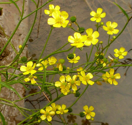 Lincolnshire Pond Plants Native Marginal 8 Pack Potted - NP802