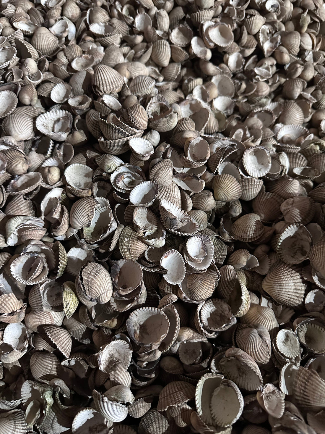 Natural Cockle Shells: Elevate Your Garden! - Grit & Grow